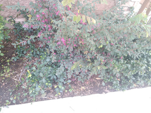 Florist «Secret Garden Florist», reviews and photos, 6076 Lincoln Ave, Cypress, CA 90630, USA