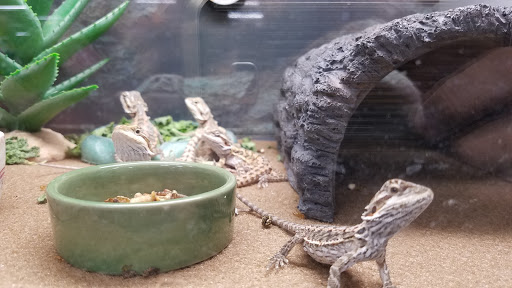 Pet Supply Store «Petco Animal Supplies», reviews and photos, 157-20 Cross Bay Blvd, Howard Beach, NY 11414, USA