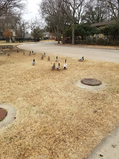 Park «Big Lake Park», reviews and photos, 3800 Rainier Rd, Plano, TX 75023, USA