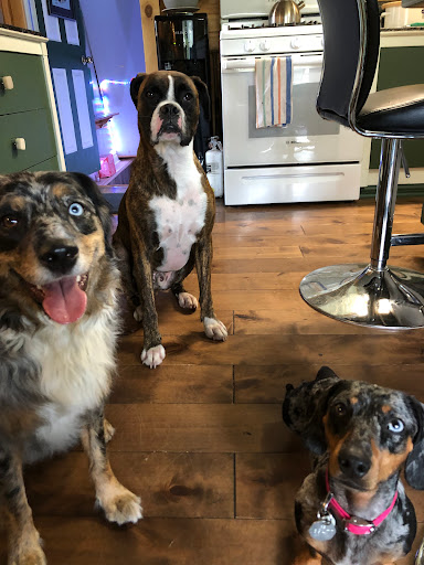 Parkdale Animal Hospital image