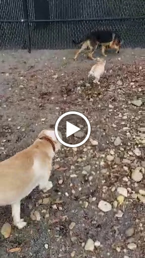 Park «Eugene Simpson Stadium Park», reviews and photos, 426 E Monroe Ave, Alexandria, VA 22301, USA