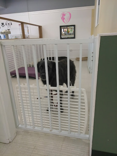 Pet Store «Debbies Pet Boutique», reviews and photos, 431 Center St, Healdsburg, CA 95448, USA