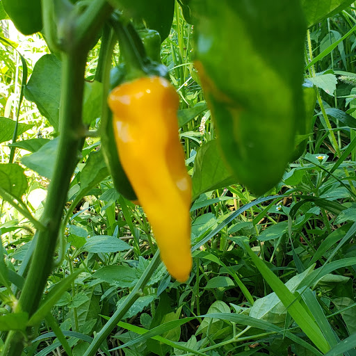 Ben Franklin Community Garden image 8