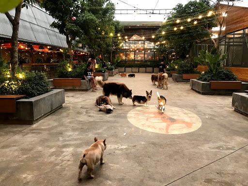 Dog boarding kennels in Ho Chi Minh