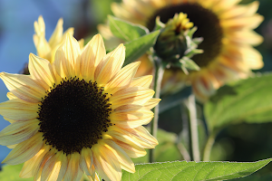 Sams Sunflowers image