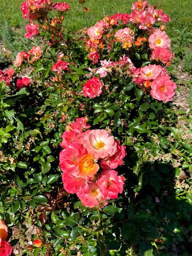 Farm «Manoff Market Gardens», reviews and photos, 3157 Comfort Rd, Solebury, PA 18963, USA