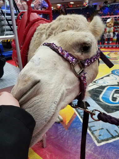 Ice Skating Rink «Dort Federal Credit Union Event Center», reviews and photos