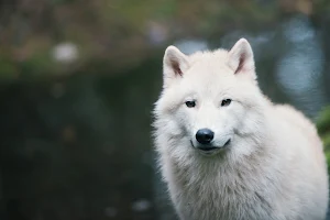 Northwest Trek Wildlife Park image