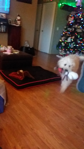 Pet Supply Store «Petco Animal Supplies», reviews and photos, 3320 Stockton Hill Rd, Kingman, AZ 86409, USA