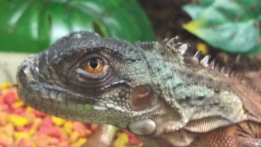 Pet Supply Store «Petco Animal Supplies», reviews and photos, 10 Sylvan St, Peabody, MA 01960, USA