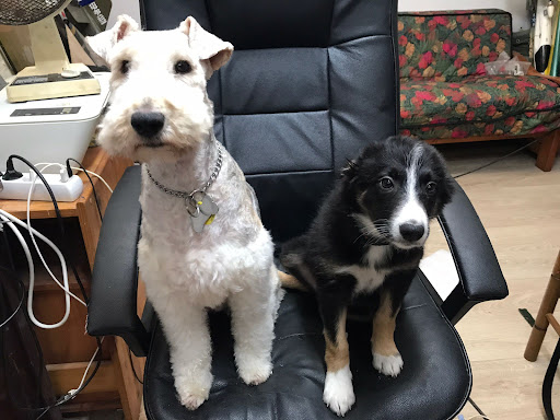 Centro Veterinario Dobra en Torrelavega