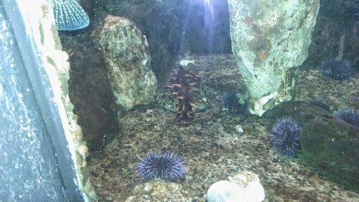 Aquarium «Seaside Aquarium», reviews and photos, 200 N Prom, Seaside, OR 97138, USA