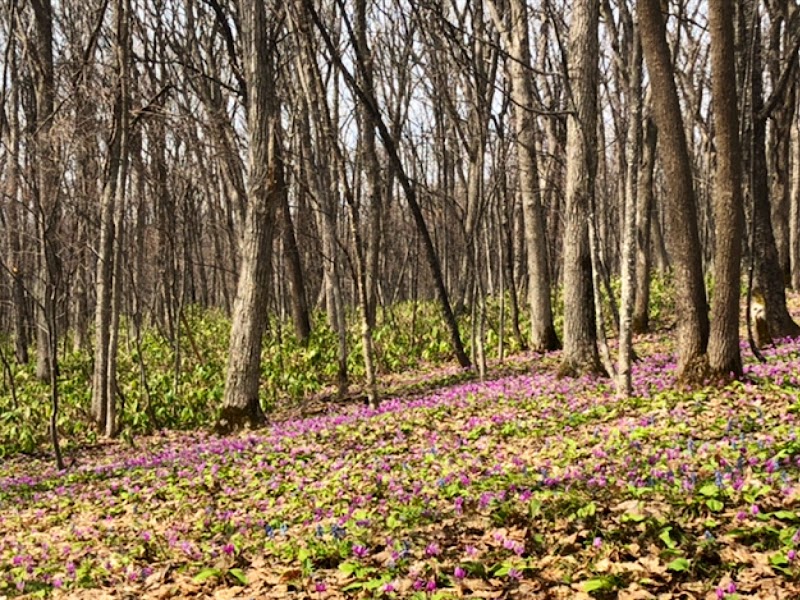 男山自然公園