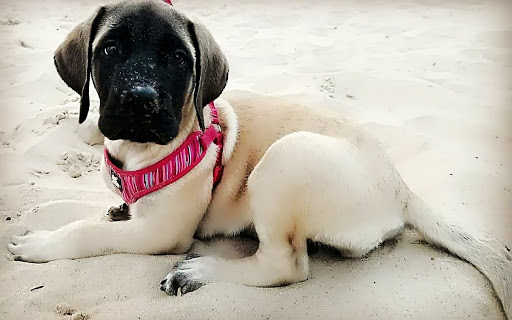 Pet Supply Store «Petco Animal Supplies», reviews and photos, 5239 Harvey St, Norton Shores, MI 49444, USA