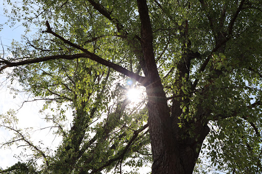 Nature Preserve «Harms Woods», reviews and photos, Harms Rd, Glenview, IL 60025, USA