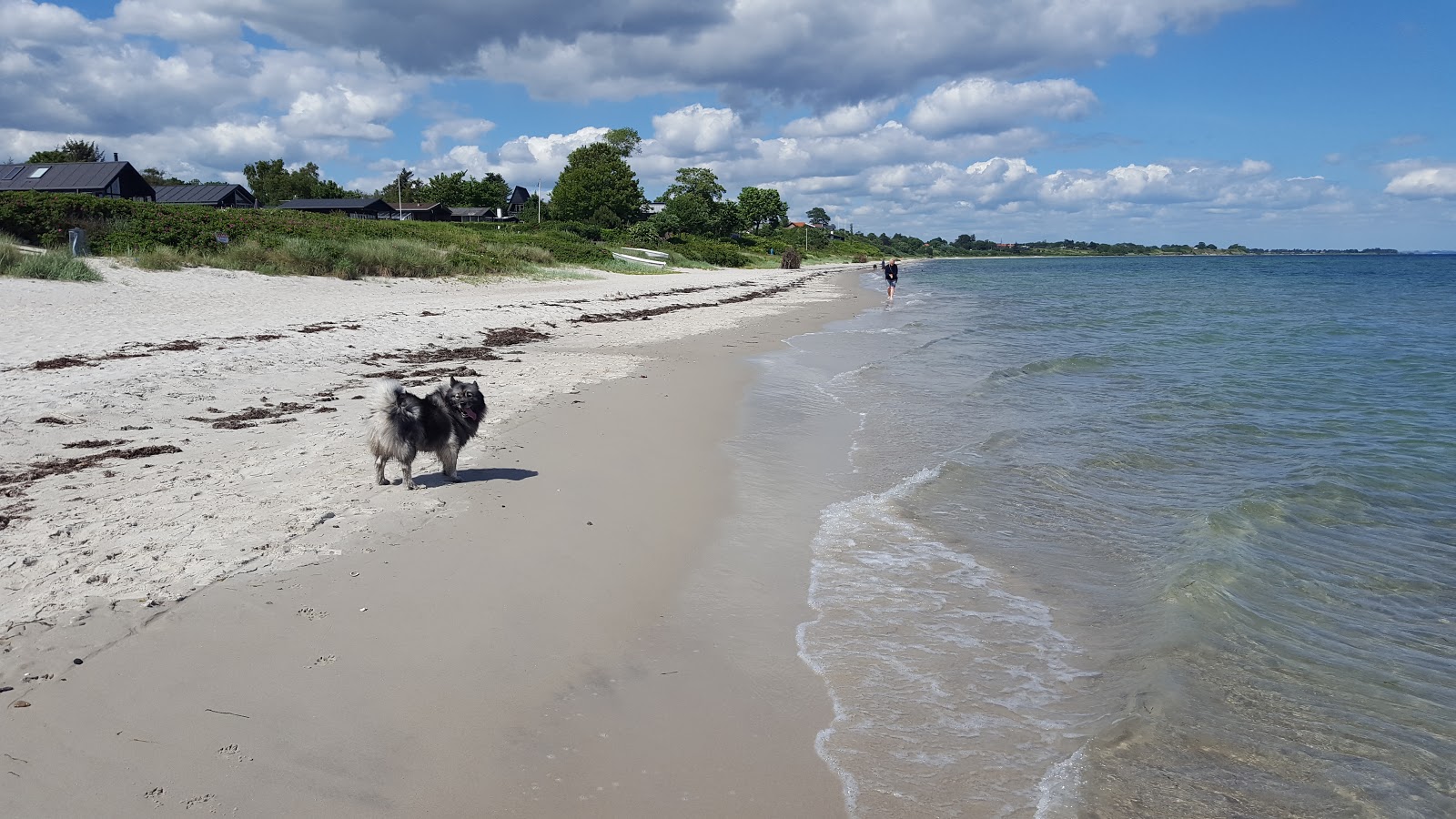 Foto av Saksild Beach med beige sand yta