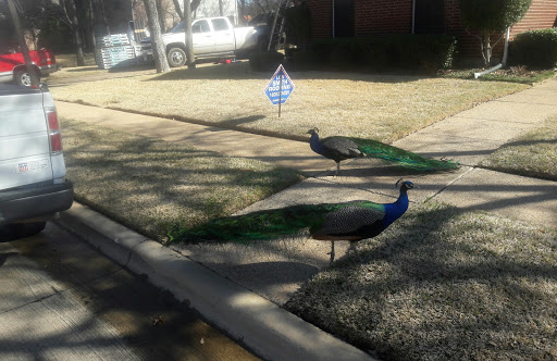 Roofing Contractor «Lon Smith Roofing & Construction», reviews and photos, 904 E Waggoman St, Fort Worth, TX 76110, USA