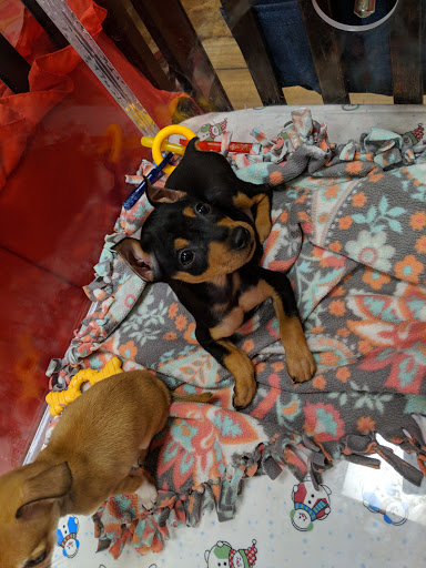 Pet Store «Charm City Puppies», reviews and photos, 8205 Snowden River Pkwy, Columbia, MD 21045, USA