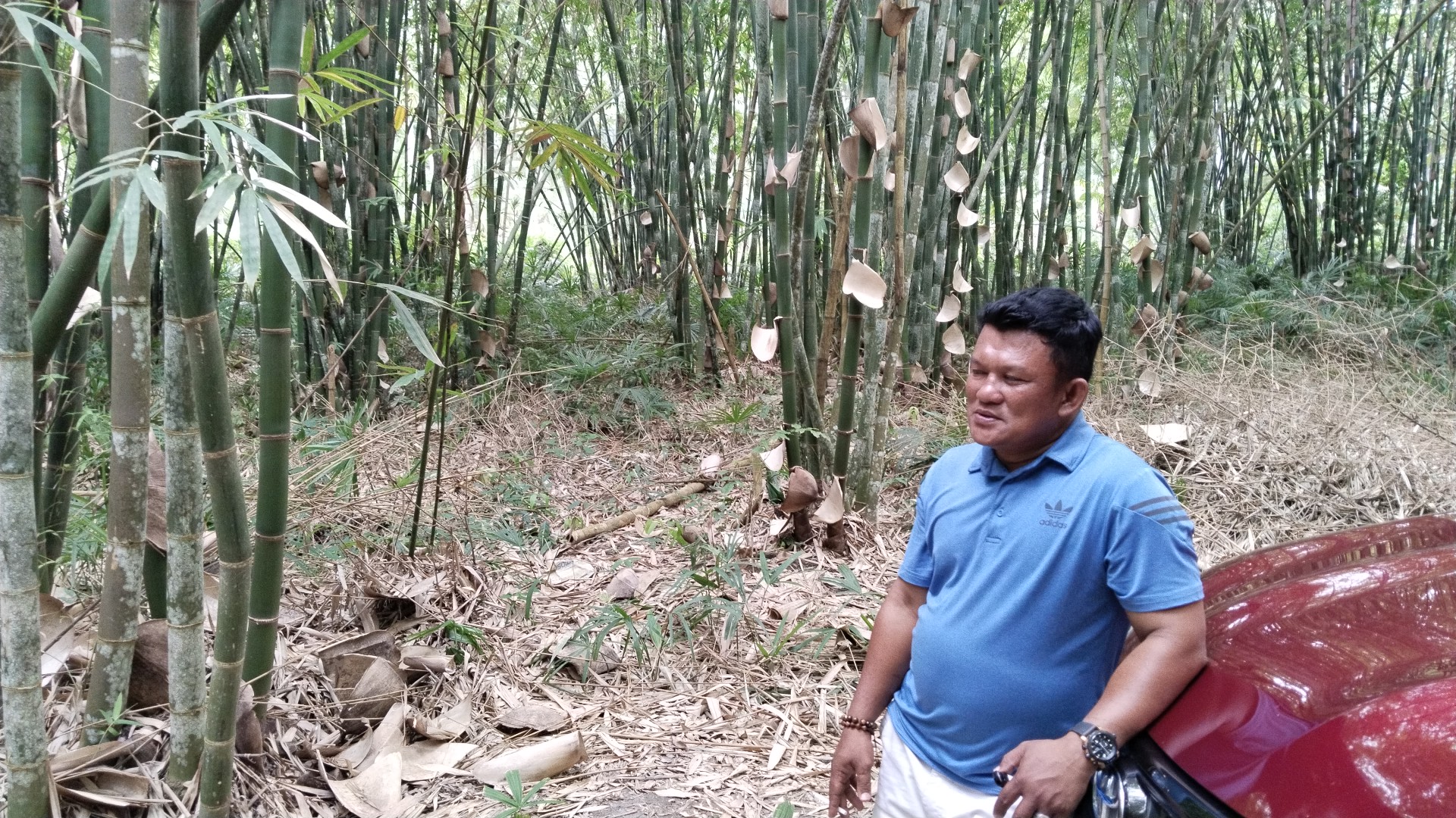 Wisata Hutan Bambu