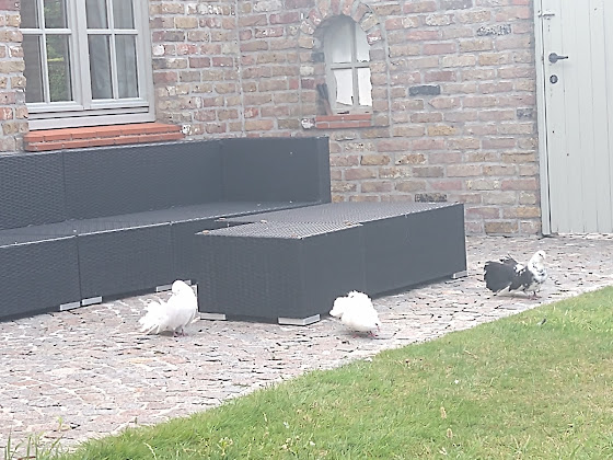 Photo Chambre d'hôtes B&B Colombe Blanche 8300 Knokke-Heist