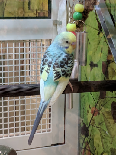 Pet Supply Store «PetSmart», reviews and photos, 8315 SW Jack Burns Blvd, Wilsonville, OR 97070, USA