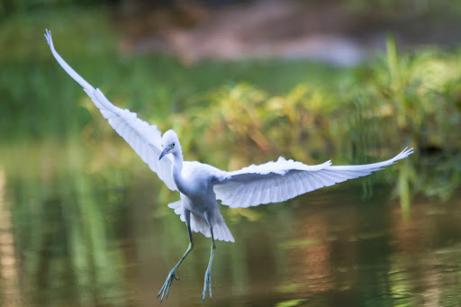 Nature Preserve «Melvin L. Newman Wetlands Center», reviews and photos, 2755 Freeman Rd, Hampton, GA 30228, USA