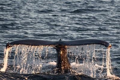 Photos of Elding Whale Watching Akureyri