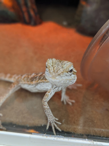 Pet Supply Store «PetSmart», reviews and photos, 4300 E Alameda Ave, Glendale, CO 80246, USA