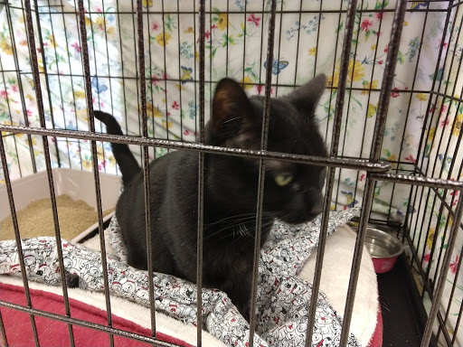 Pet Supply Store «Pet Supplies Plus», reviews and photos, 283 Middle Turnpike W, Manchester, CT 06040, USA