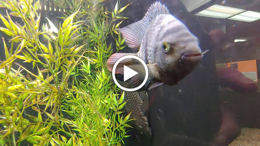 Pet Store «All Pets Club», reviews and photos, 405 Queen St, Southington, CT 06489, USA