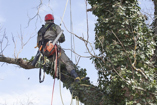 Tree Service Experts Evansville