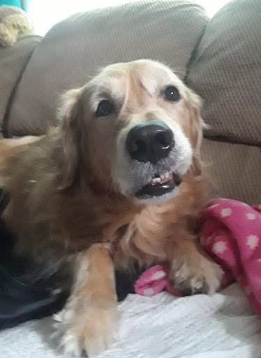 Pet Supply Store «Pet Supplies Plus», reviews and photos, 531 Monroe Ave, Rochester, NY 14607, USA