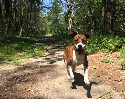 Rando Veterinary Service image