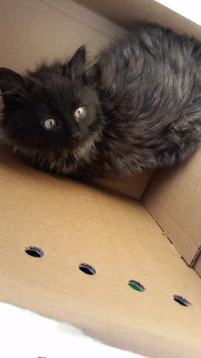 Pet Supply Store «PetSmart», reviews and photos, 3630 Peachtree Pkwy, Suwanee, GA 30024, USA