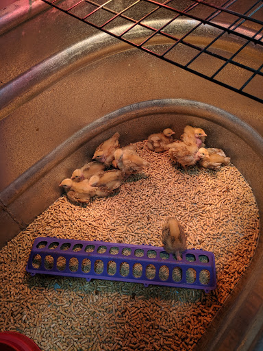 Animal Feed Store «Wilco Farm Store», reviews and photos, 734 McClaine St, Silverton, OR 97381, USA