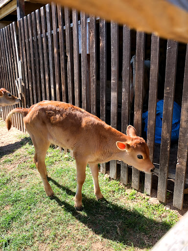 State Park «Lyndon B. Johnson State Park & Historic Site», reviews and photos, 199 Park Road 52, Stonewall, TX 78671, USA