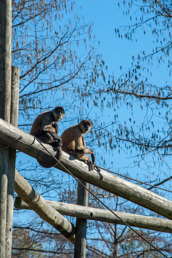 Zoo «Little Rock Zoo», reviews and photos, 1 Zoo Dr, Little Rock, AR 72205, USA