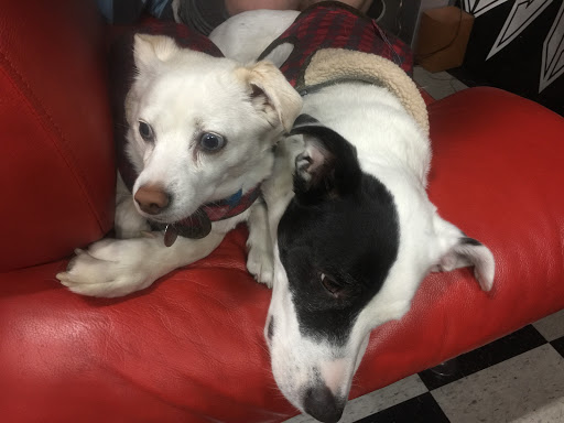 Bicycle Store «Bikecraze and Board Shop», reviews and photos, 1171 N Kraemer Blvd, Anaheim, CA 92806, USA