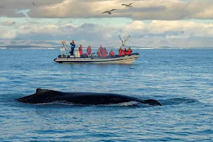 Whale Safari image