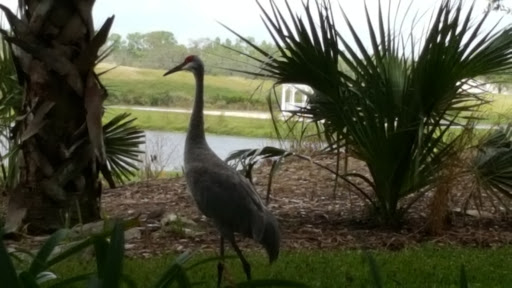 Golf Resort «ChampionsGate Golf Club», reviews and photos, 8575 White Shark Blvd, Davenport, FL 33896, USA