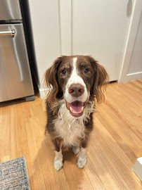 The Dallas Dog Club LLC - Photo 4 - Car repair in , Garland