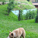 Photo n°17 de l'avis de Mara.. fait le 21/06/2022 à 07:23 sur le  Agriturismo Il Talento Nella Quiete à Castiglione d'Intelvi