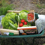 Photo n° 4 de l'avis de Quentin.o fait le 30/05/2021 à 19:35 pour Cueillette de Hoymille . Cueillette Chapeau De Paille à Hoymille