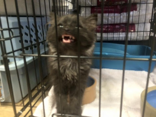 Pet Store «Pets of Portage», reviews and photos, 2219 W Wisconsin St, Portage, WI 53901, USA