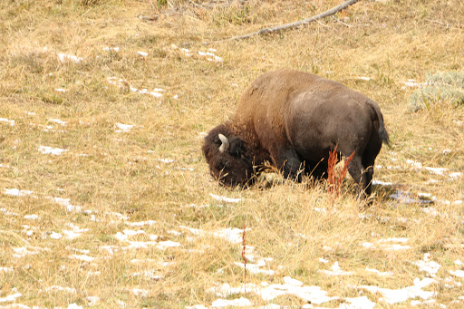 National Forest «Bighorn National Forest», reviews and photos