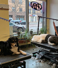 Dreadlocks for Dingoes