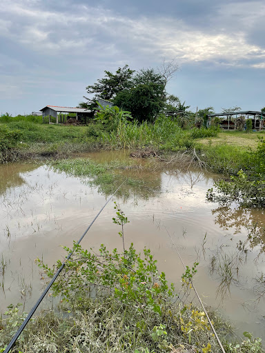 Vườn thanh long Mười Phương
