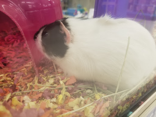 Pet Supply Store «PetSmart», reviews and photos, 7574 Voice of America Centre Dr, West Chester Township, OH 45069, USA