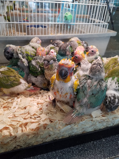 Pet Store «Parrots Of The World Aquarium and Pet Center», reviews and photos, 316 Sunrise Hwy #1, Rockville Centre, NY 11570, USA