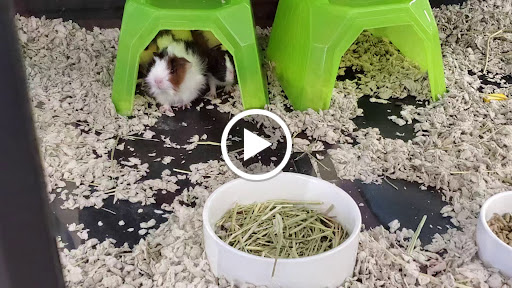 Pet Supply Store «Petco Animal Supplies», reviews and photos, 5177 Eldorado Pkwy, Frisco, TX 75033, USA